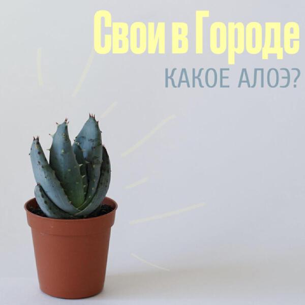 Свои в Городе все песни в mp3