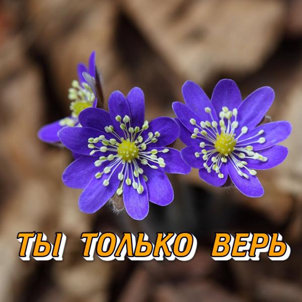 Сергей Грищук - ТЫ ТОЛЬКО ВЕРЬ