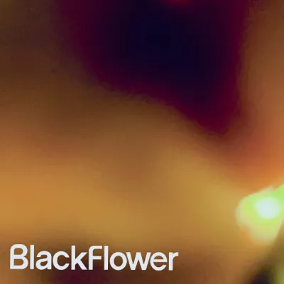 blackflower