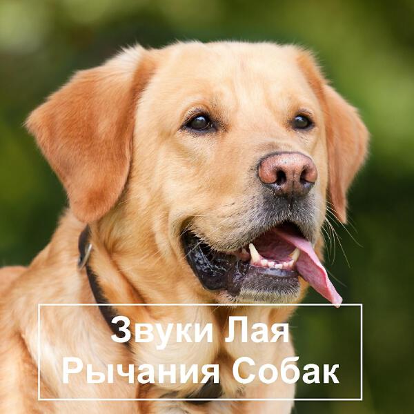 The sound of a dog barking
