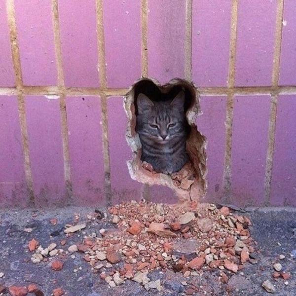 так себе чел, piglet booklet - Котёнок в колодце Remastered