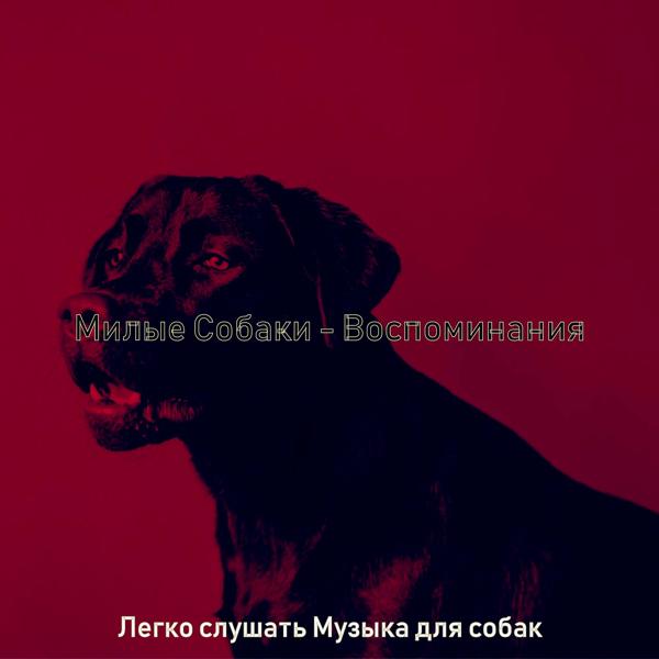 Легко слушать Музыка для собак - Звуки (Выгул собак)
