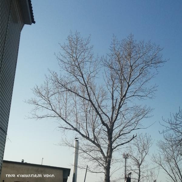 твой комнатный идол все песни в mp3