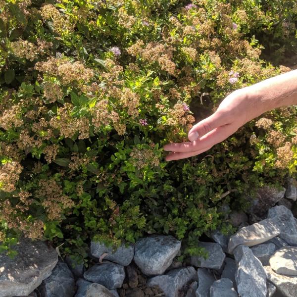 Вишневый компот - Дни