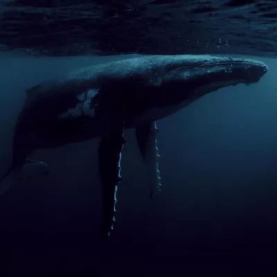 Parley for The Oceans