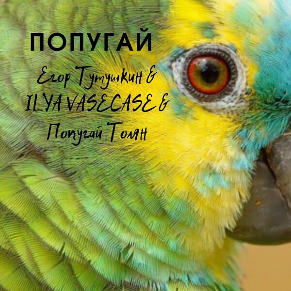 Попугай Толян все песни в mp3