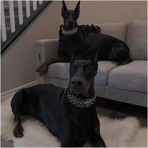 Fizo Faouez все песни в mp3