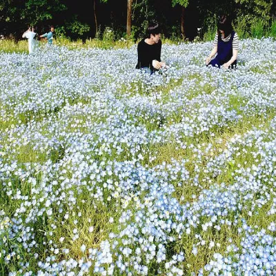 Pastel Blue