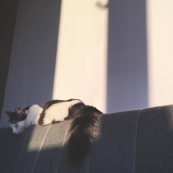 Рыжий кот