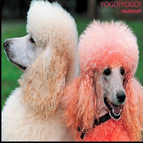 Альбом Hot Stuff исполнителя YOGO!YOGO!