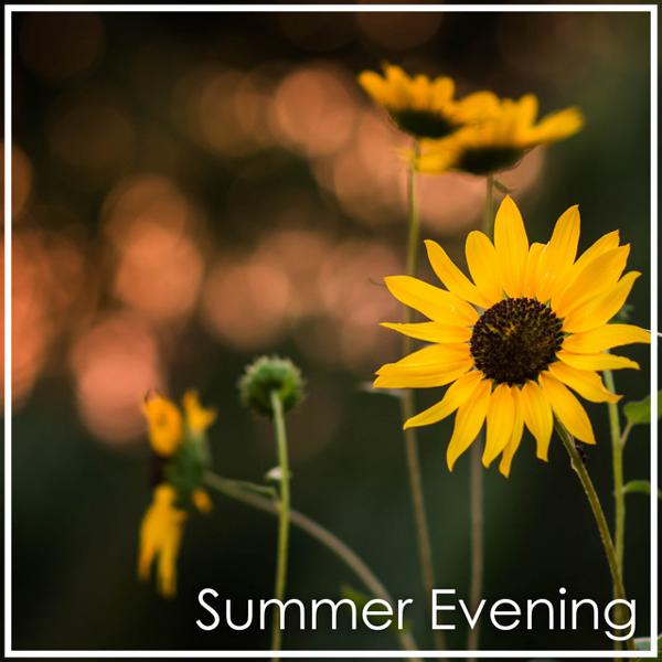 Альбом Dvořák: Summer Evening исполнителя Antonín Dvořák, Various Artists