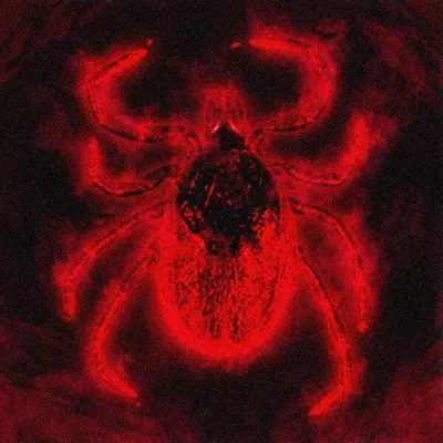 Scornall