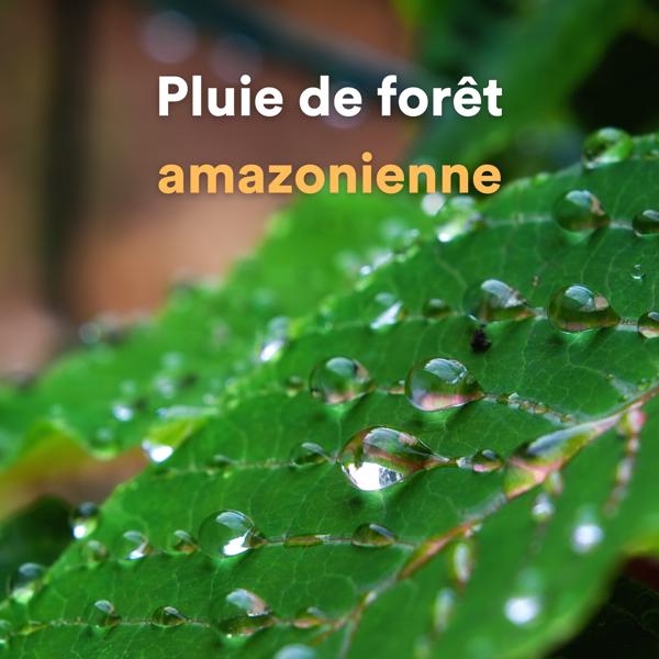 Альбом Pluie de forêt amazonienne исполнителя The Sound Of The Rain, Rain Sounds, Rain Atmospheres, Loopable Atmospheres