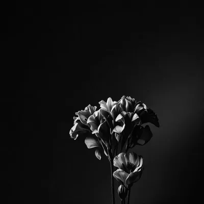 Concolor Area