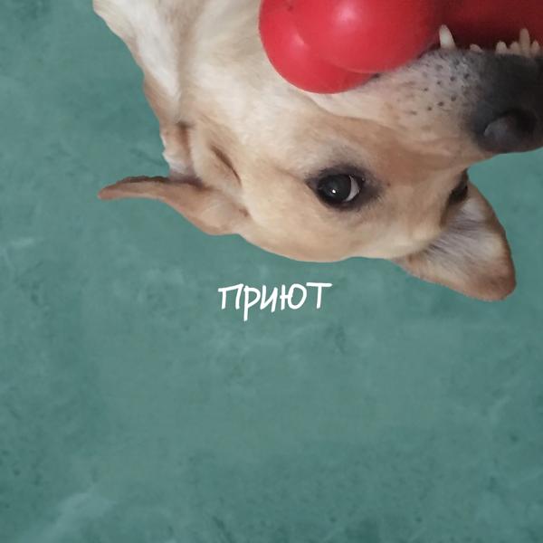 Альбом Приют исполнителя Мысбиваемспутники!