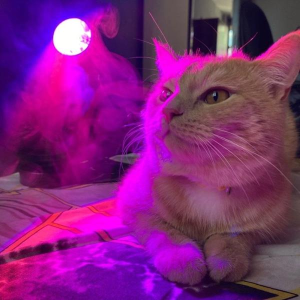 Альбом Прогулка ночью под дождём исполнителя Milka[R], Little Pervert Boy