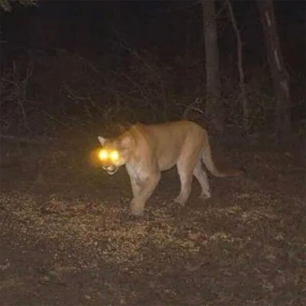 Zack Fox все песни в mp3