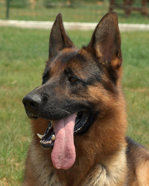 MC K9