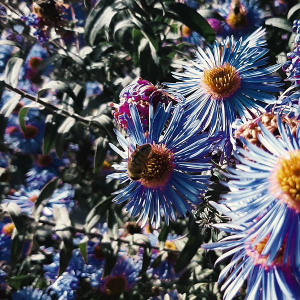 Альбом Морей синева исполнителя Rine