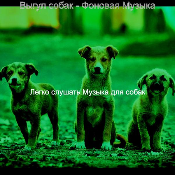 Легко слушать Музыка для собак - Видения (Милые Собаки)