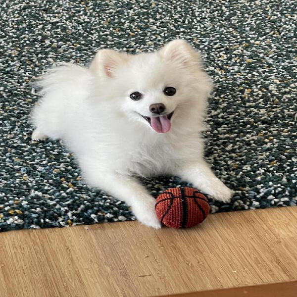 Lil Hank