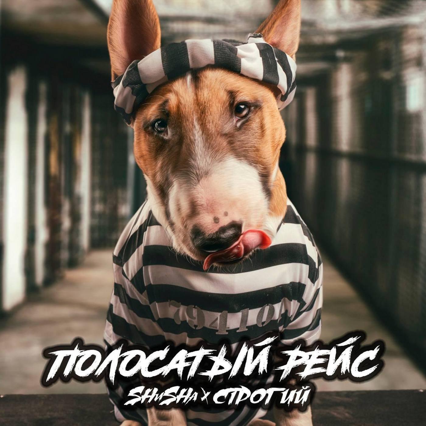 Полосатый рейс