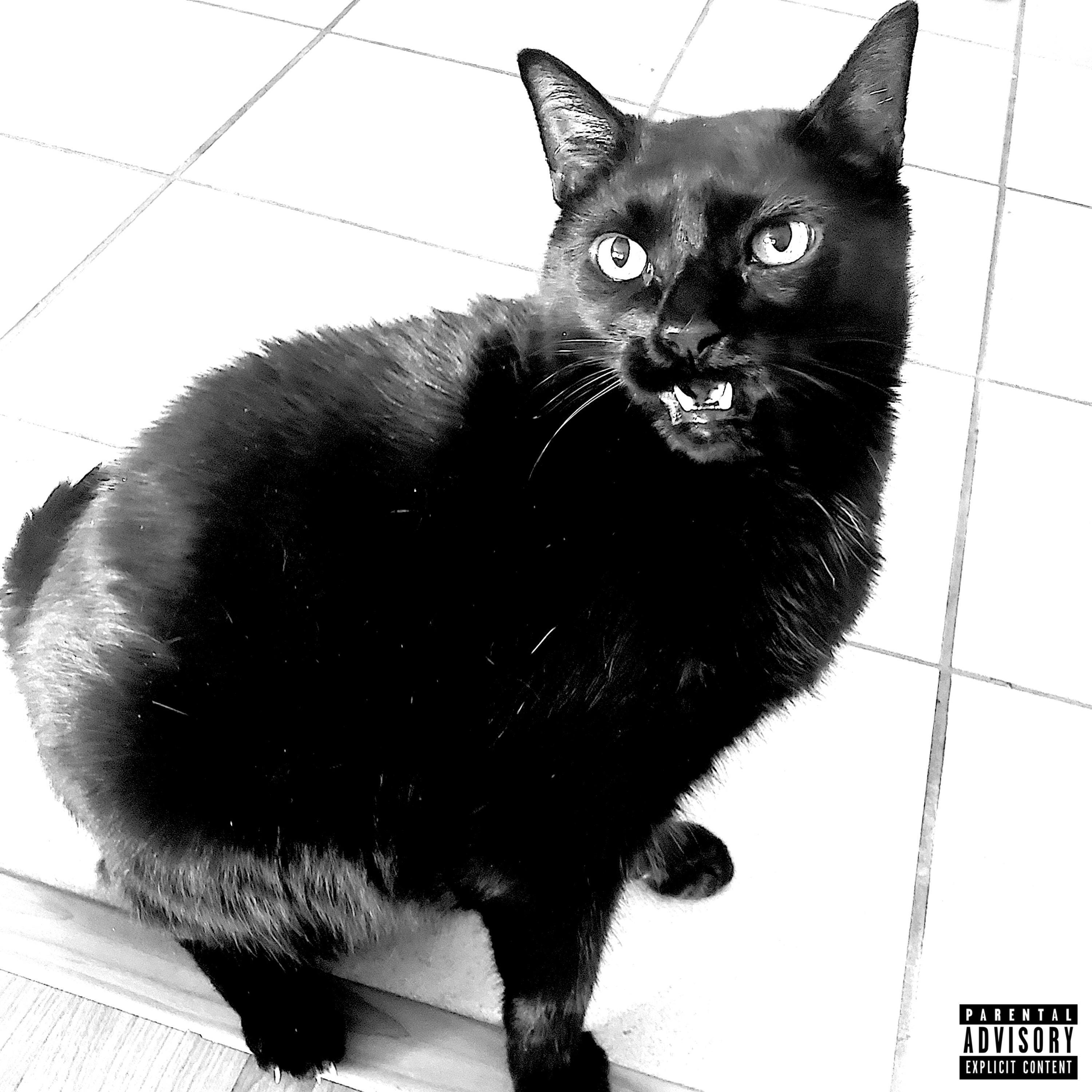 I MISS MY CAT