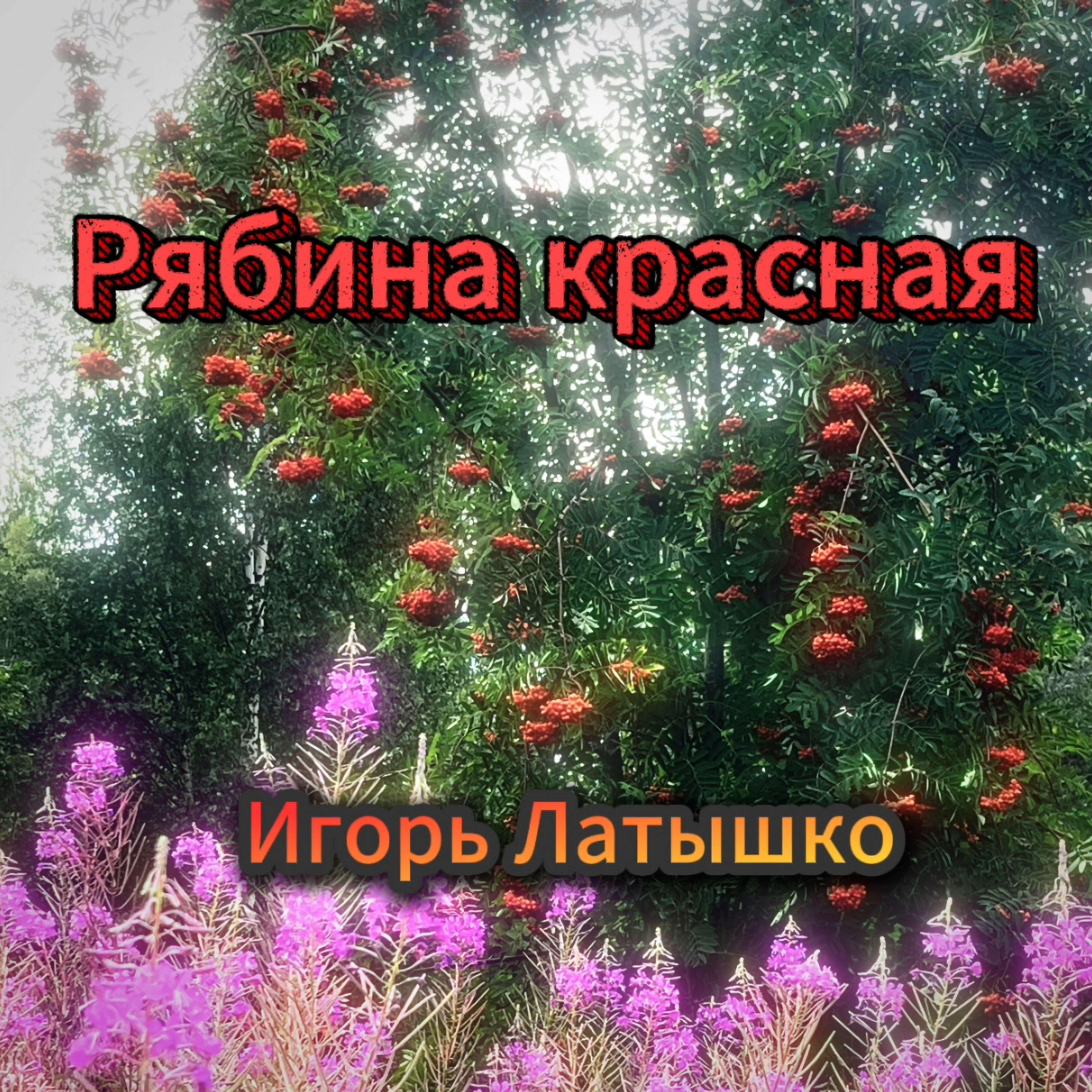 Рябина красная
