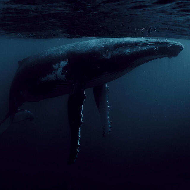 Альбом Home of the Whale (Mayday Mix) исполнителя Massive Attack, Parley for The Oceans