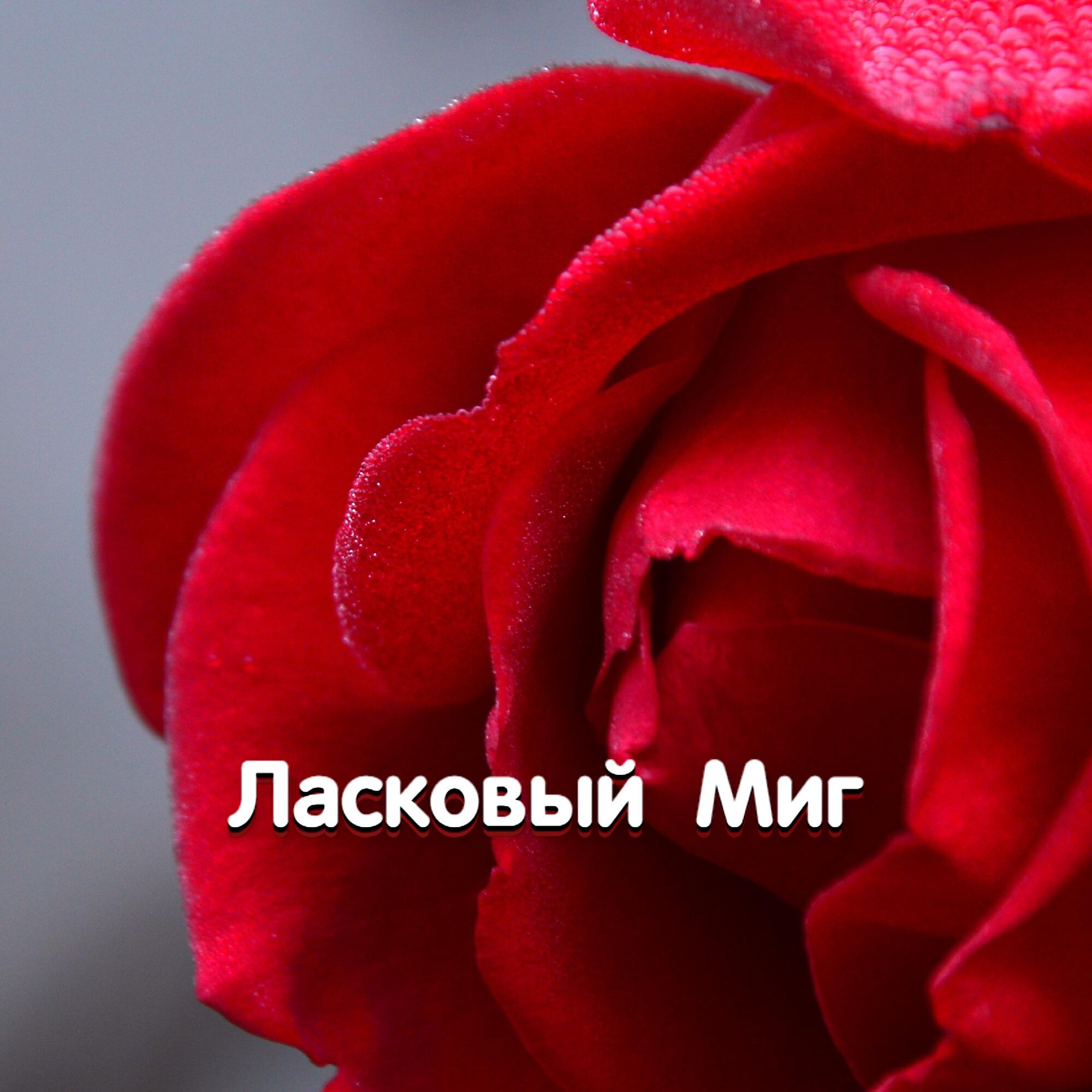 ЛАСКОВЫЙ МИГ