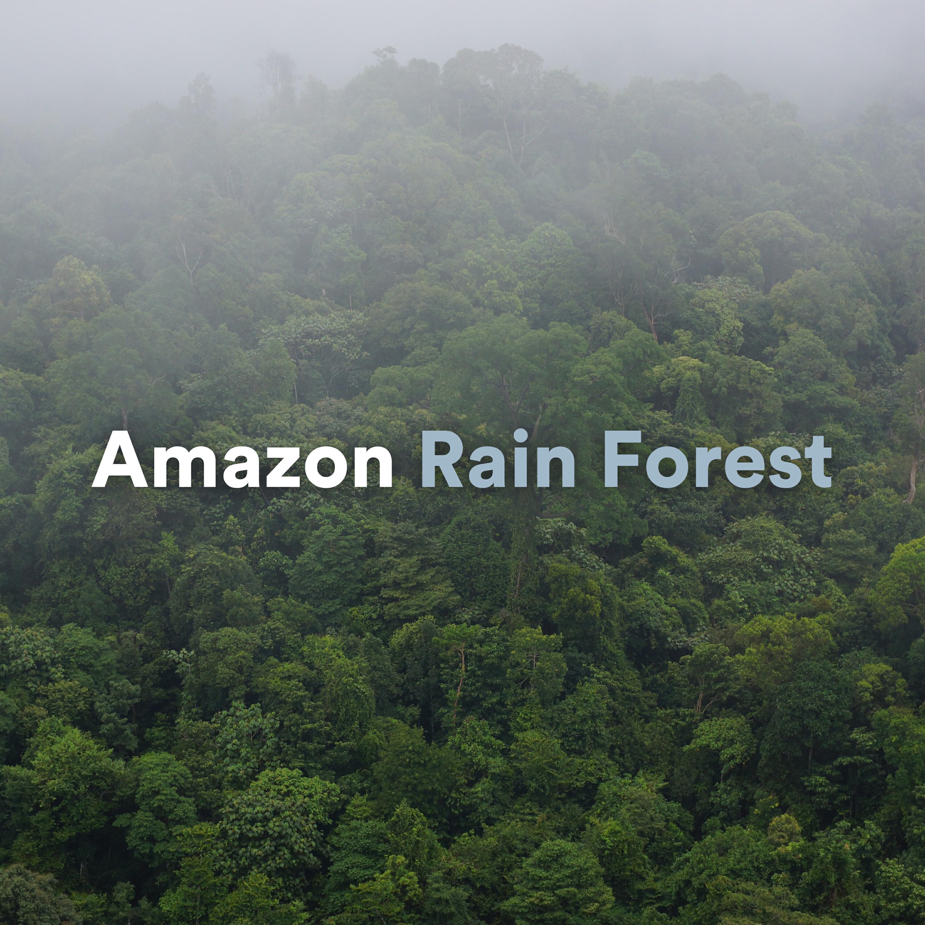 Amazon Rain Forest