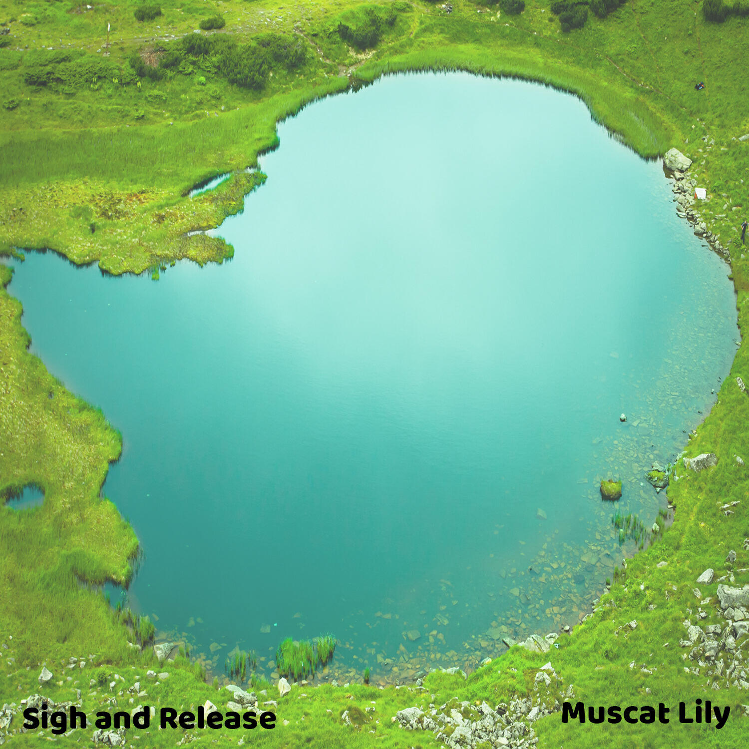 Muscat Lily
