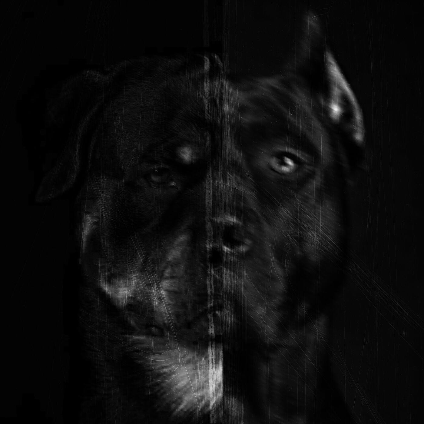 Pedigree
