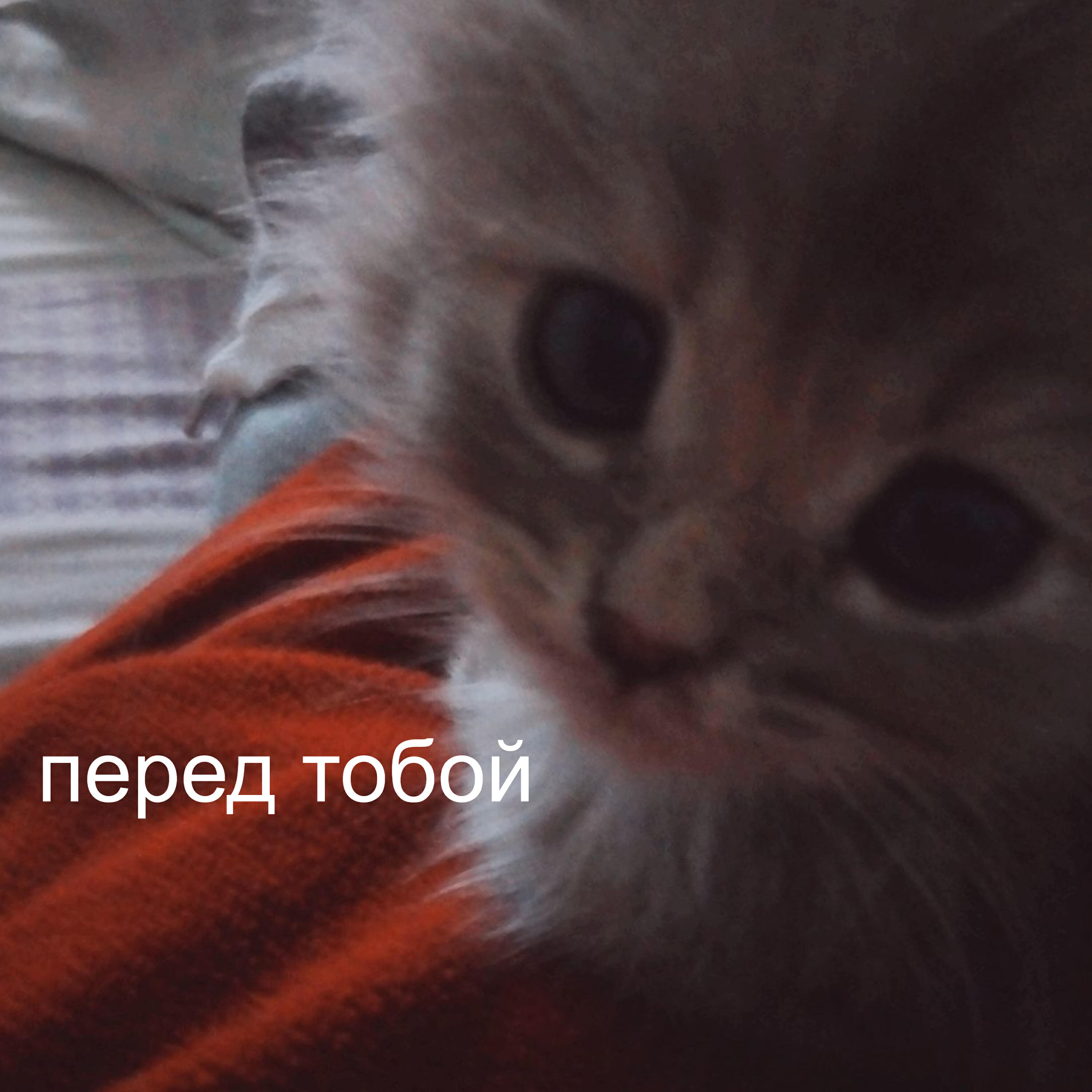 Альбом перед тобой исполнителя taymxru