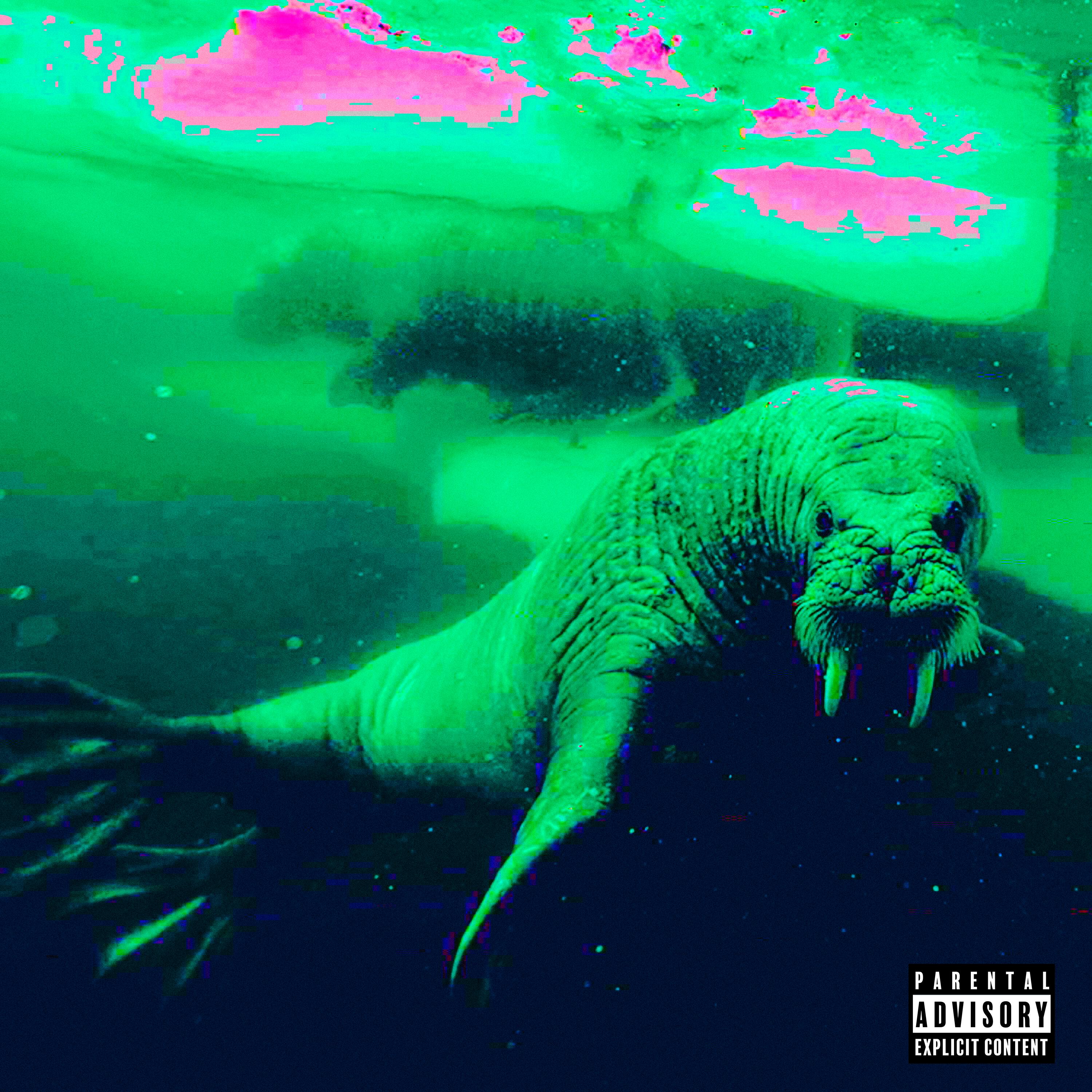 Моржи