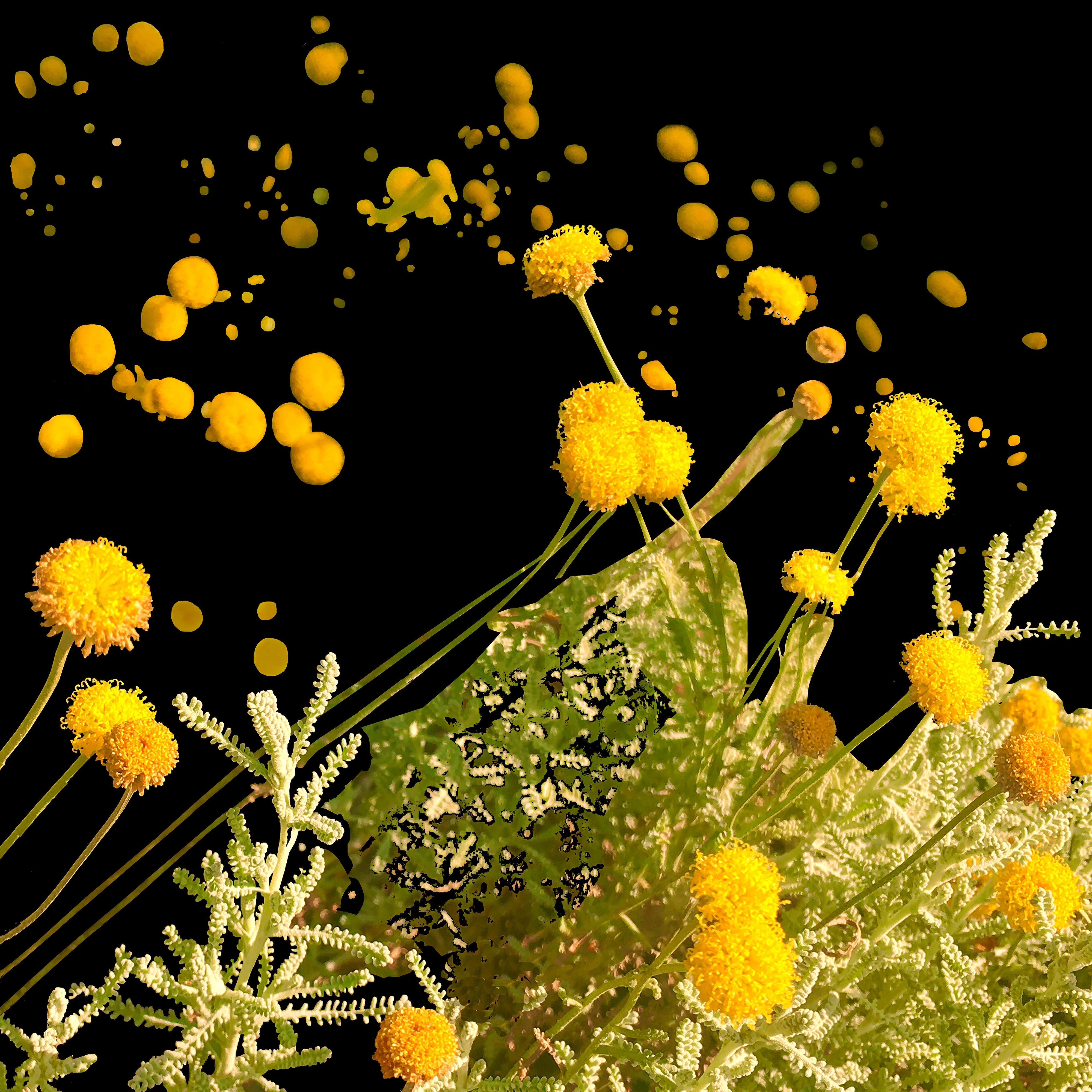 Bank of Wildflowers (feat. Georgia) [Leftfield Remix]
