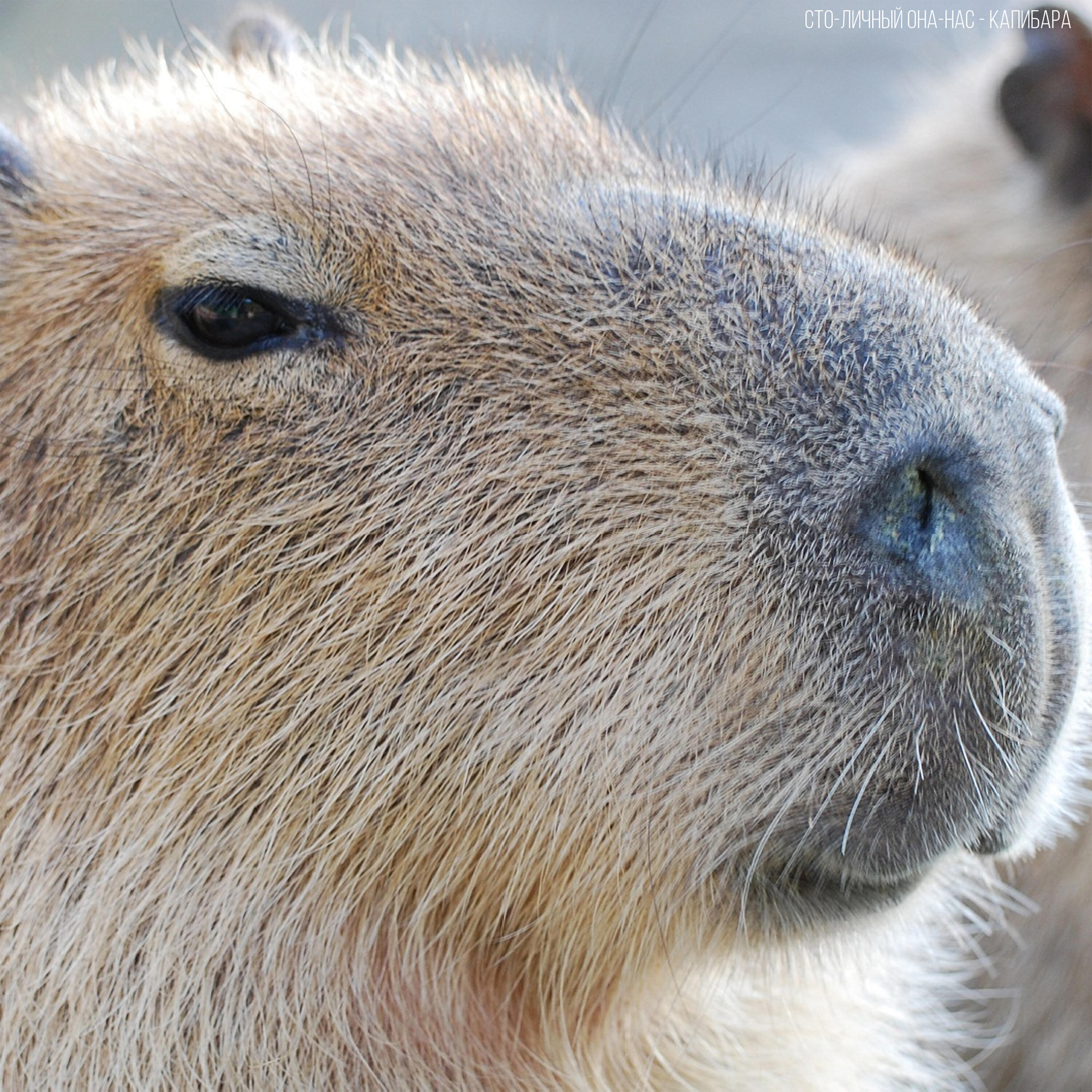 Альбом Capybara исполнителя Сто-Личный Она-Нас, Betsy