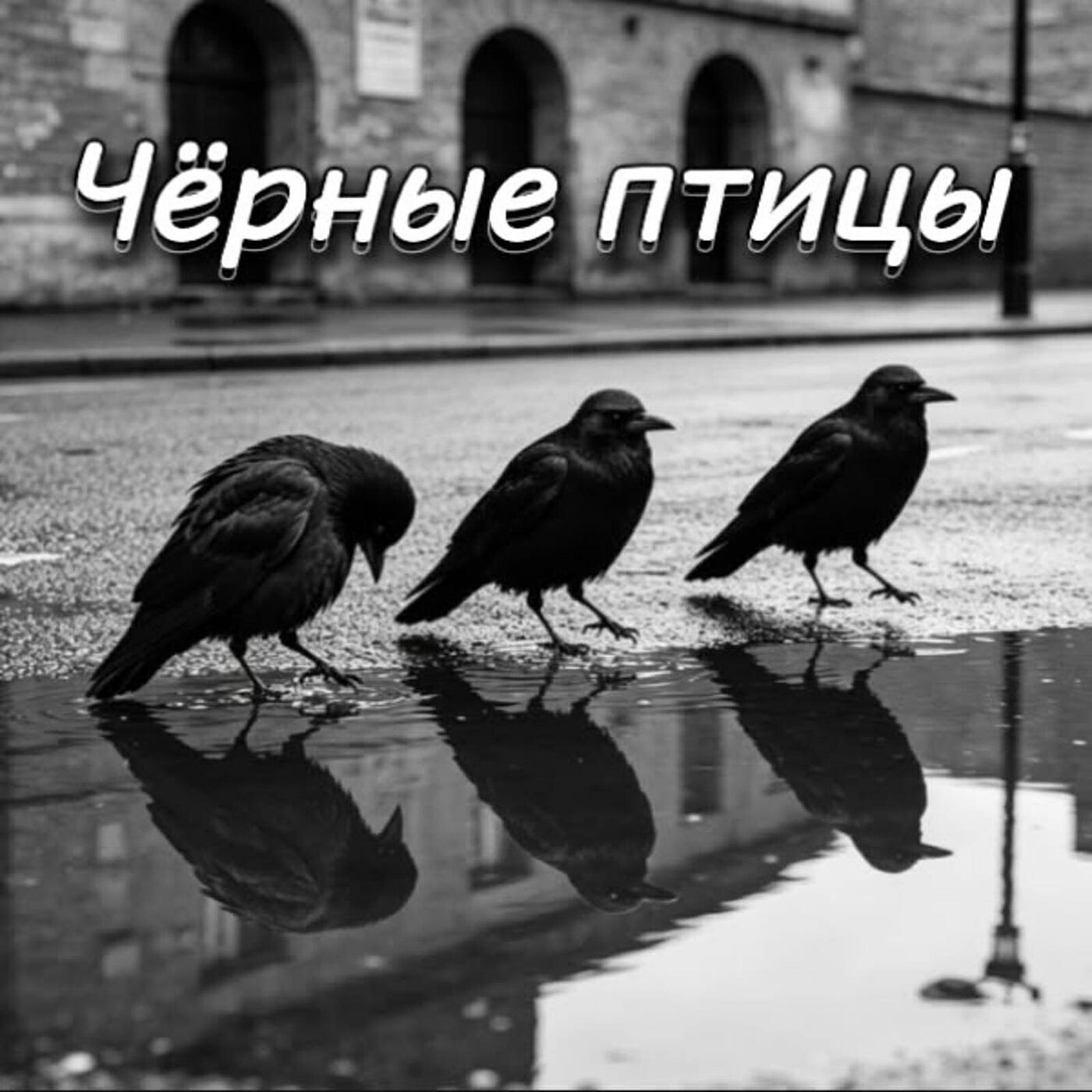 Чёрные птицы