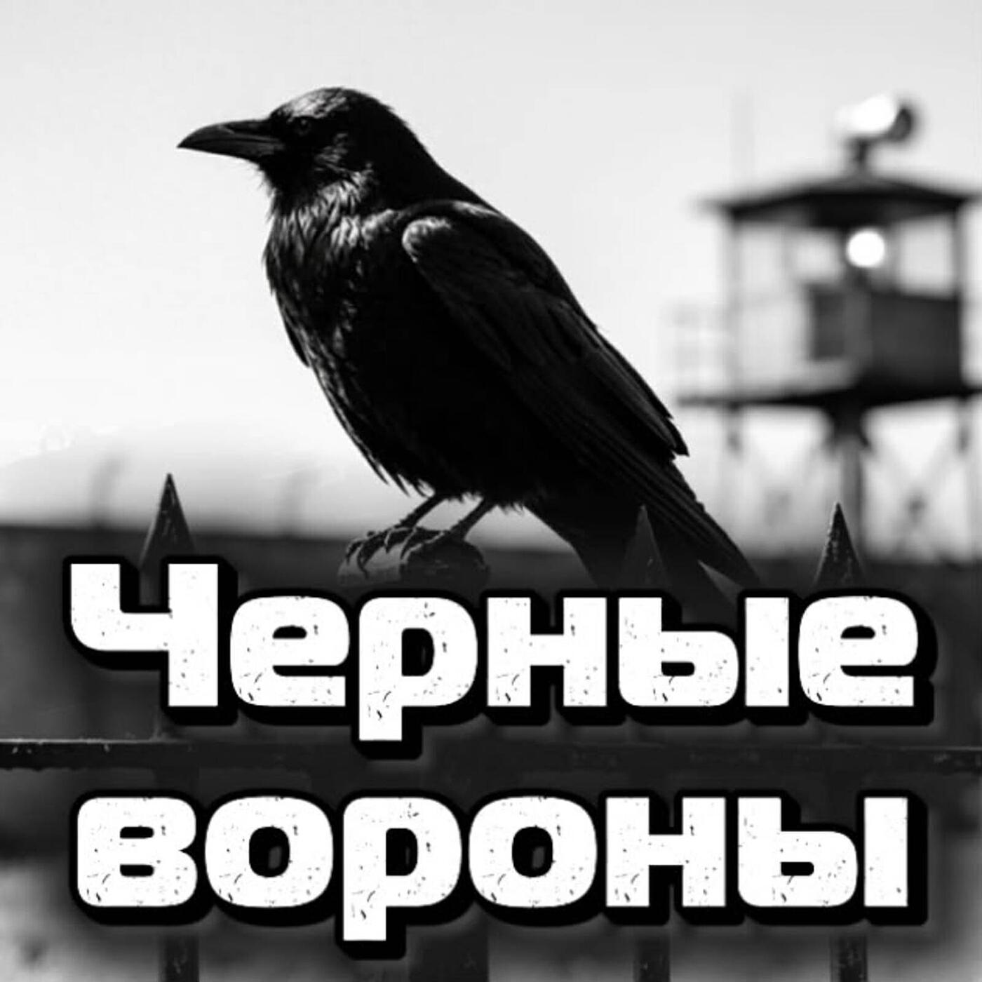 Чёрные вороны
