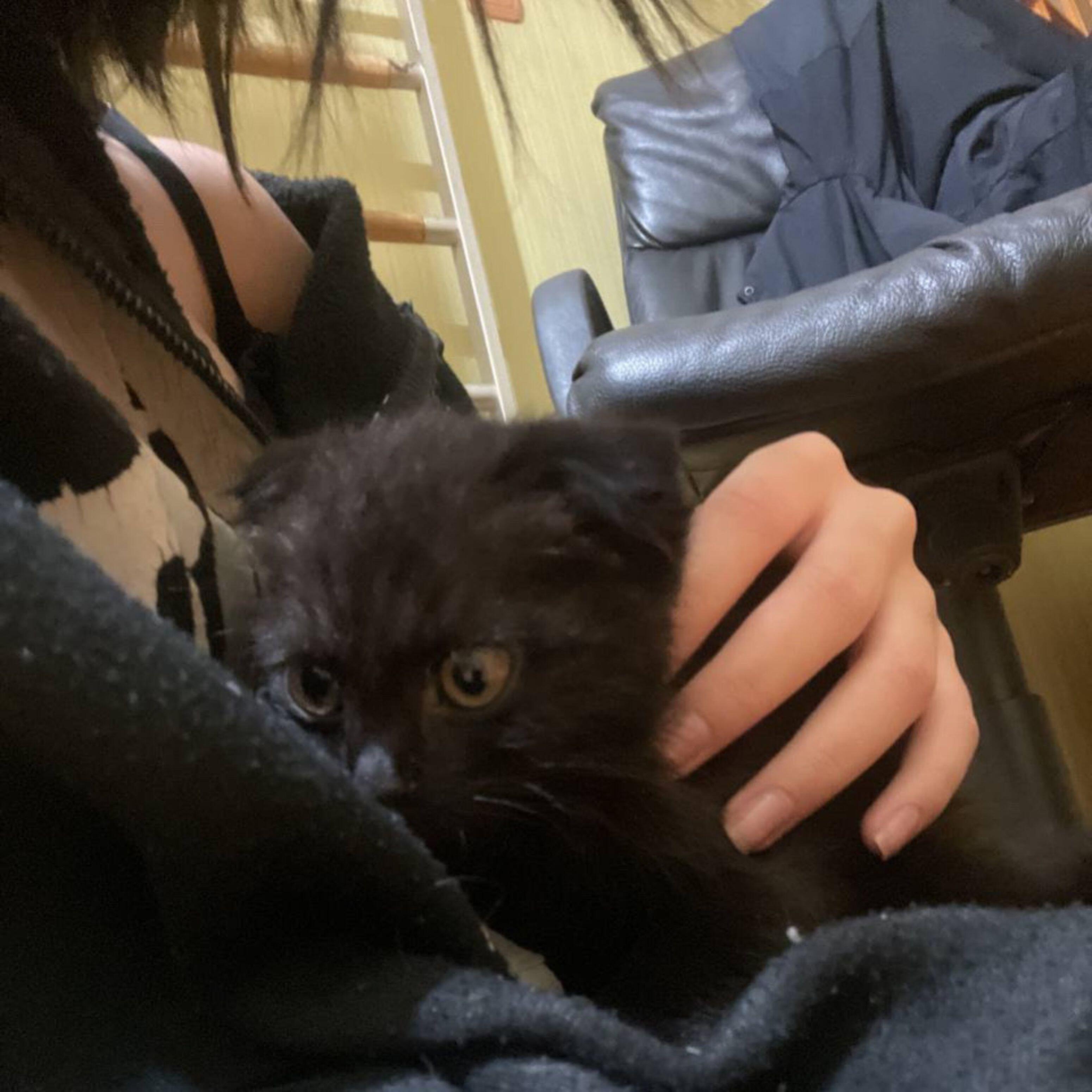 Альбом кошка исполнителя akiko!