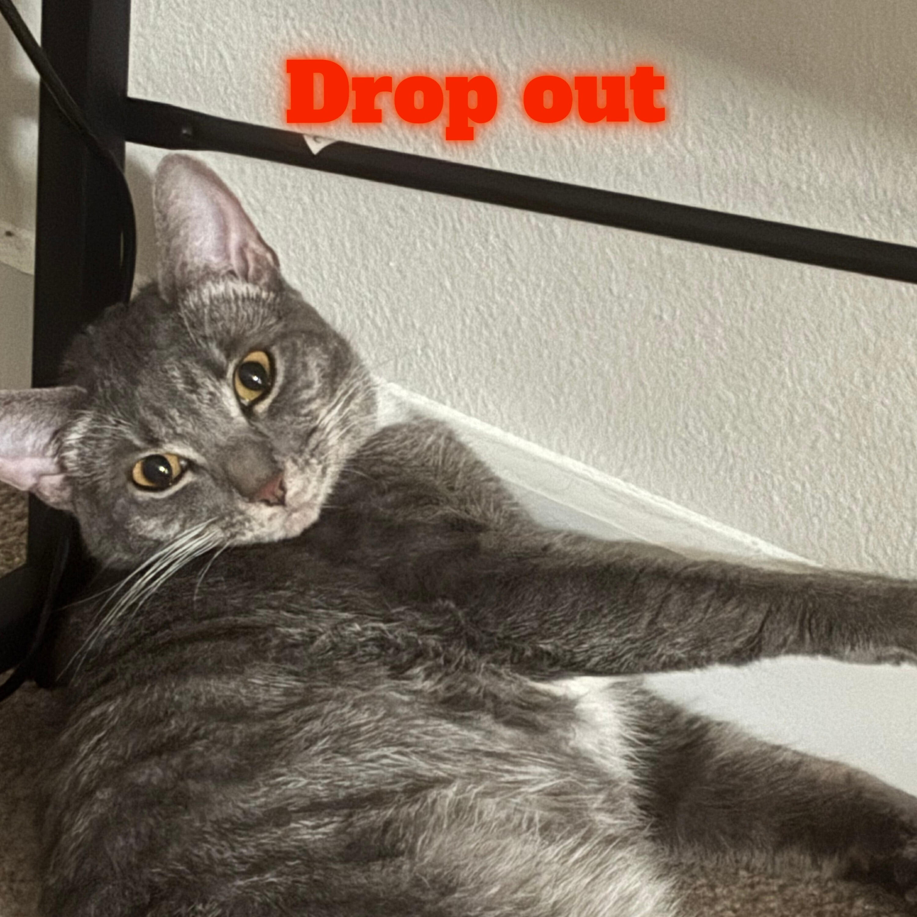 Drop out