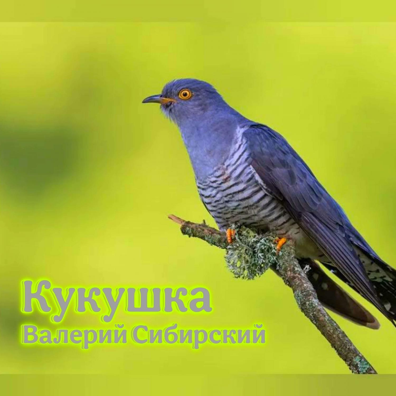Кукушка