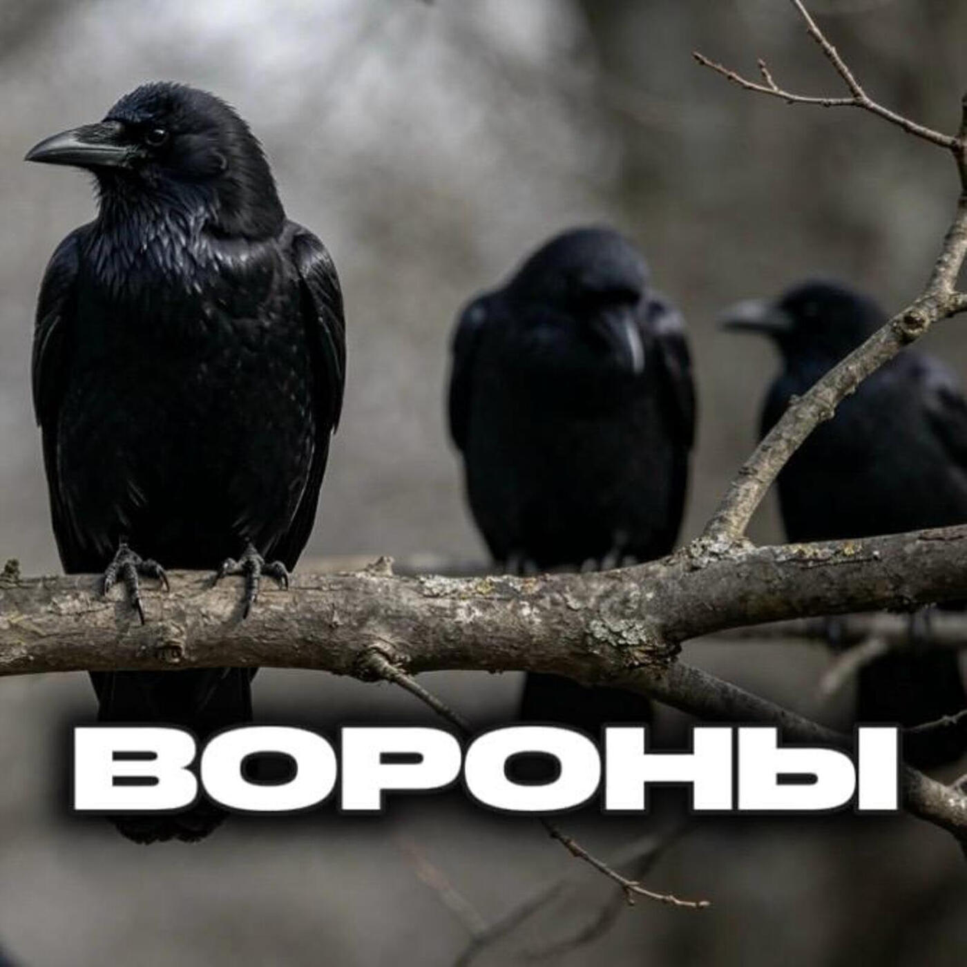 Вороны